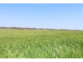 Property photo 14 - OKLAHOMA LAND AUCTION, 550+/- Acres offered in 7 Tracts